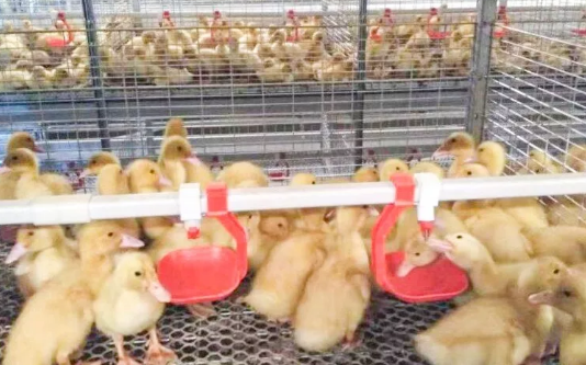 養(yǎng)鴨場老板：熱泵供暖溫度高，費用比燒煤還??！